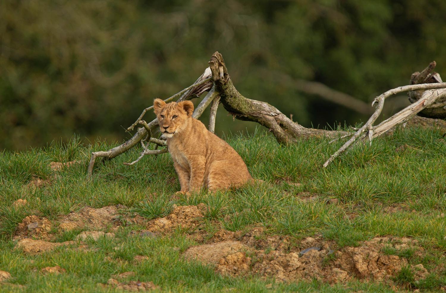 Lion cub at Port Lympne Reserve